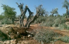 İşğal altındakı Qüdsdəki Həzmə qəsəbəsi sionist rejiminin mühasirəsində